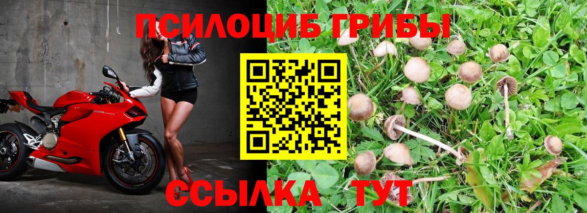 Галлюциногенные грибы Cubensis Октябрьский